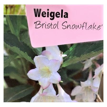 Weigela Florida Bristol Snowflake 1L