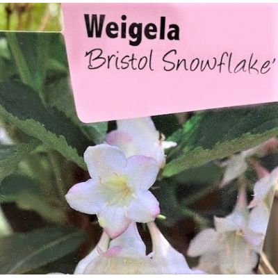 Weigela Florida Bristol Snowflake 1L