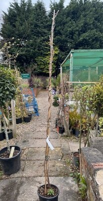 Wisteria Brachybotrys 'Golden Dragon' 7L