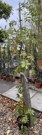 Wisteria brachybotrys 'Ikoyama Fuji' (Blue) - 3L - 150cm