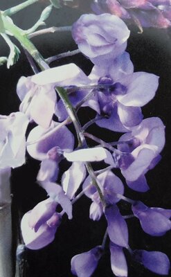 Wisteria brachybotrys 'Ikoyama Fujii' (Blue) - 35L  On frame 150 x 90cm