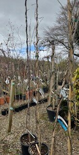 Wisteria brachybotrys 'Shiro-Kapitan Fuji' 18L