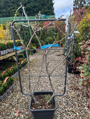 Wisteria brachybotrys 'Shiro-Kapitan Fuji' - 18L On frame 90cm x 50cm