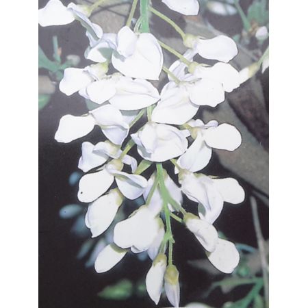 Wisteria brachybotrys 'Shiro-Kapitan Fuji' - 35L On frame 150 x 90cm