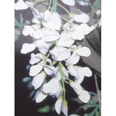 Wisteria brachybotrys 'Shiro-Kapitan Fuji' - 35L On frame 150 x 90cm