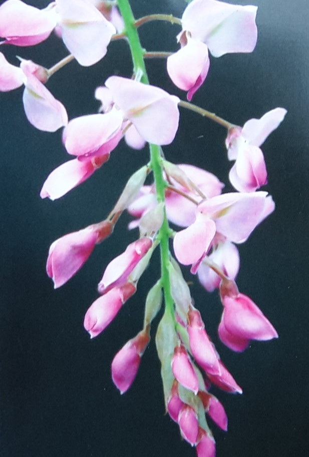 Wisteria brachybotrys 'Showa-Beni' (Pale pink) - 3L - 150cm - Windlestone  Nursery & Garden Centre in Ferryhill, Durham
