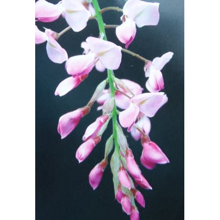 Wisteria brachybotrys 'Showa-Beni' - (Pale pink) 3L