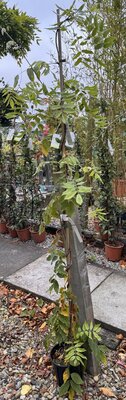Wisteria brachybotrys 'Showa-Beni' - (Pale pink) 3L