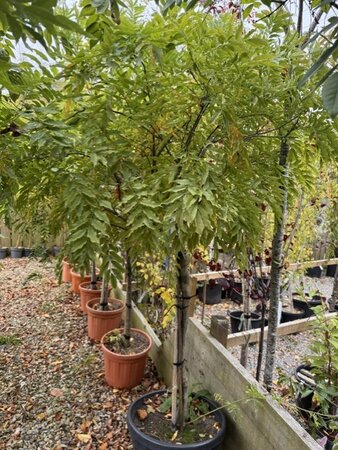 Wisteria brachybotrys 'Yokohama Fuji' 1/2 Std 35L