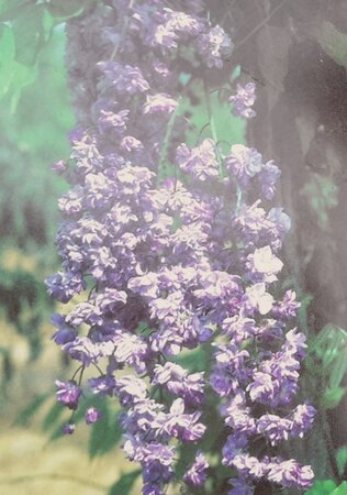 Wisteria floribunda 'Black Dragon' - On frame  - 50X80cm  - 9L