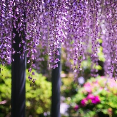 Wisteria floribunda 'Koko Riu' (Deep violet) - 1/2 Std - 25L -100cm clear stem