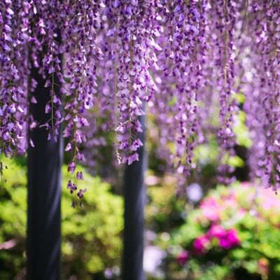 Wisteria floribunda 'Koko Riu' (Deep violet) - 1/2 Std - 25L -100cm clear stem