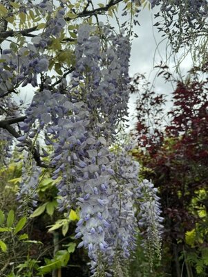 Wisteria floribunda Lawrence 1/2 Std 25L - image 2