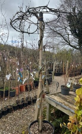 Wisteria floribunda Lawrence 45L Umbrella