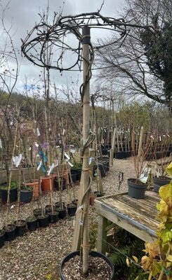 Wisteria floribunda Lawrence 45L Umbrella