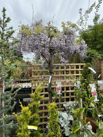 Wisteria floribunda Lawrence 45L Umbrella - image 1