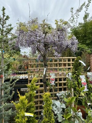 Wisteria floribunda Lawrence 45L Umbrella
