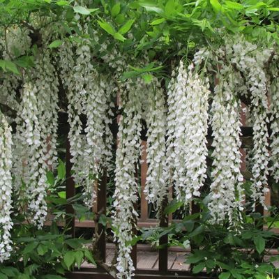 Wisteria floribunda 'Longissima Alba' (White) - 1/2 Std - 25L -100cm clear stem
