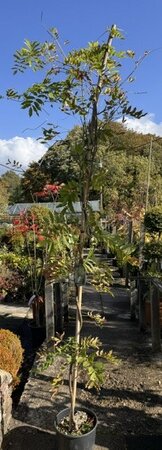 Wisteria floribunda  'Longissima Alba' (White) 7L