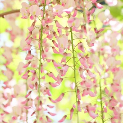 Wisteria floribunda 'Showa-Beni' (Pale pink) - 1/2 Std - 50L -140cm clear stem