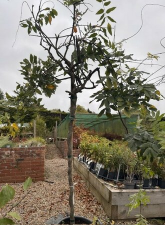 Wisteria floribunda 'Showa-Beni' (Pale pink) - 1/2 Std - 50L -140cm clear stem