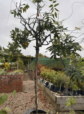 Wisteria floribunda 'Showa-Beni' (Pale pink) - 1/2 Std - 50L -140cm clear stem
