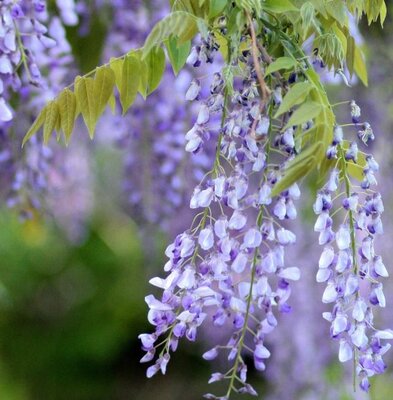 Wisteria sinensis - 45L - on frame - 1.5m x 1m