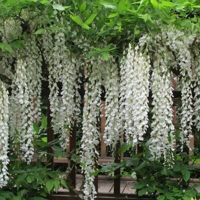 Wisteria sinensis 'Alba' (White) - 3L - 150cm