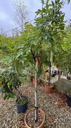 Wisteria sinensis 'Issai' 1/2 Std 25L