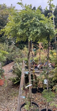 Wisteria sinensis 'Issai' (light purple) Umbrella - 55L - 180cm