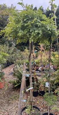 Wisteria sinensis 'Issai' (light purple) Umbrella - 55L - 180cm