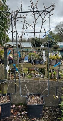 Wisteria Sinensis 'Prolific' 18L on Frame 150cmx55cm