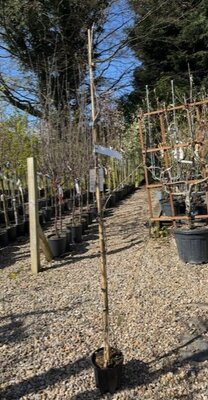 Wisteria Sinensis 'Prolific' 3L