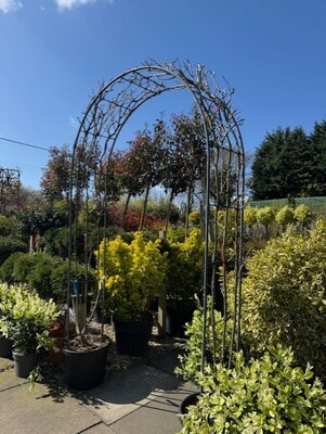 Wisteria Sinensis 'Prolific' Arch 55L