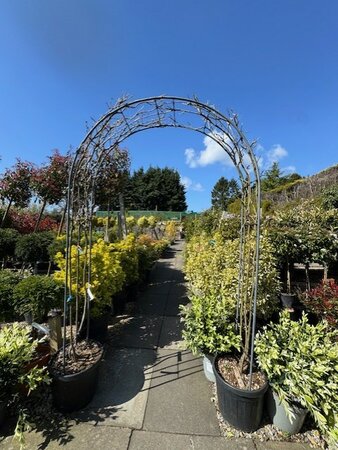 Wisteria Sinensis 'Prolific' Arch 55L - image 2