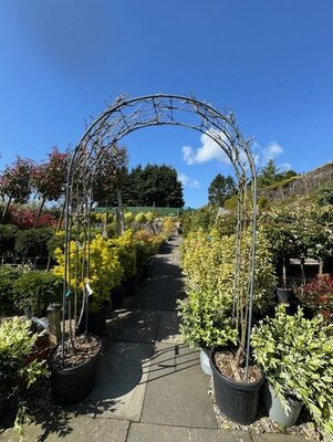 Wisteria Sinensis 'Prolific' Arch 55L - image 2