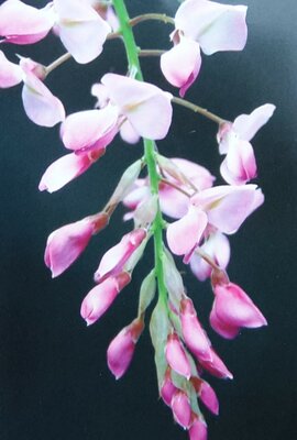 Wisteria sinensis 'Showa-Beni' (Pale pink) Umbrella - 50L