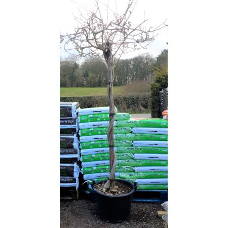 Wisteria sinensis 'Showa-Beni' (Pale pink) Umbrella - 50L - image 2