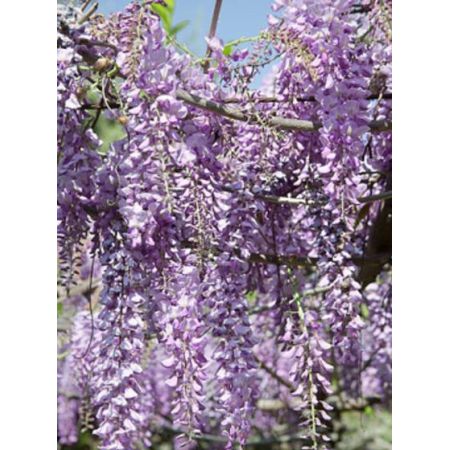 Wisteria sinensis - Umbrella - 50L- 2.75m