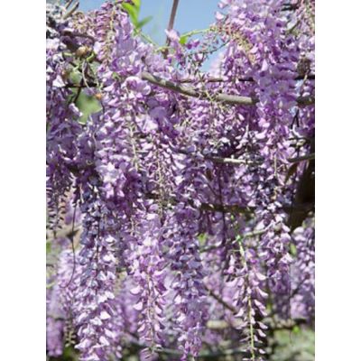 Wisteria sinensis - Umbrella - 50L- 2.75m