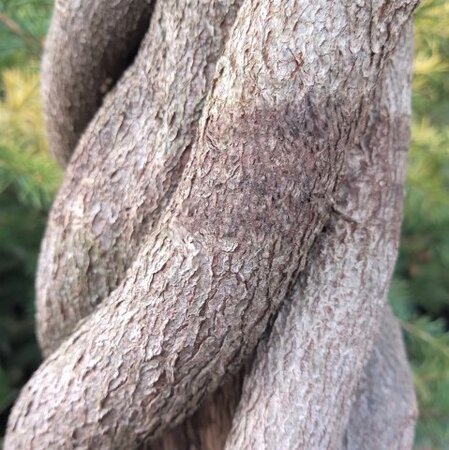 Wisteria sinensis  - Woven Trunk - 120L - 3m