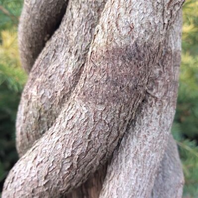 Wisteria sinensis  - Woven Trunk - 120L - 3m