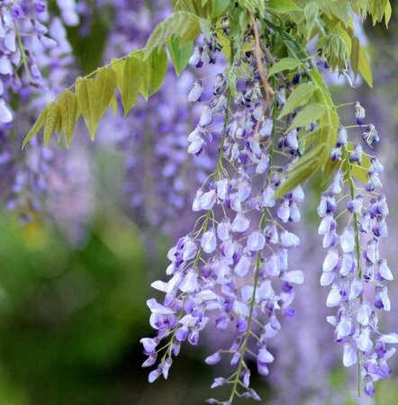 Wisteriq sinensis 'Issa' (Blue/violet) Umbrella - 55L - 180cm