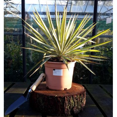 Yucca Filamentosa Color Guard 5L