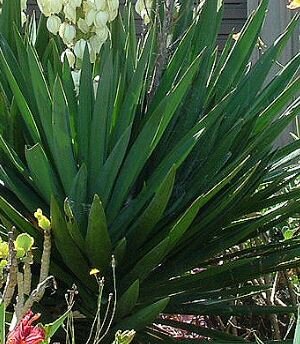 Yucca Filamentosa - Green - 50cm