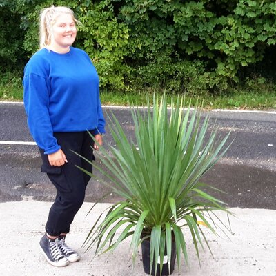 Yucca Gloriosa - 9L - 60cm