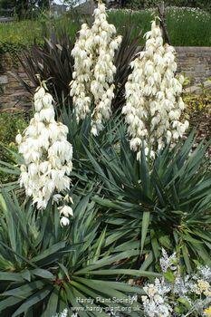 Yucca Gloriosa - 9L - 60cm - image 2
